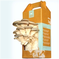 Mushroom Kit image