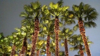 Image of palm trees