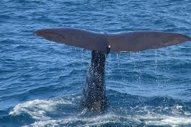 Image of a whale's tail